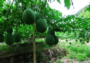 吊瓜根怎么吃,吊瓜根的多样食用方法与营养价值揭秘