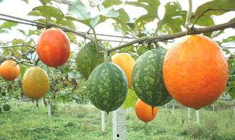 长兴吊瓜怎么吃,美味多汁，解锁独特食用新方式