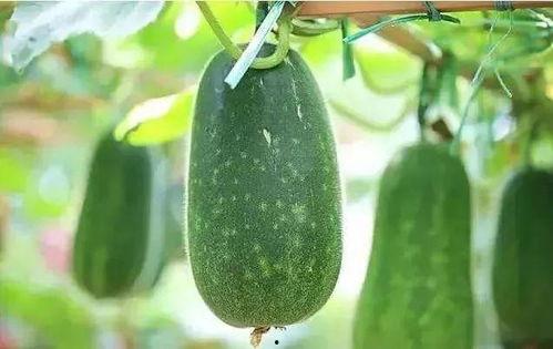 夏吃瓜,尽享清凉“瓜”趣